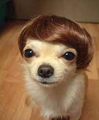 Image of a funny dog with a strange wig